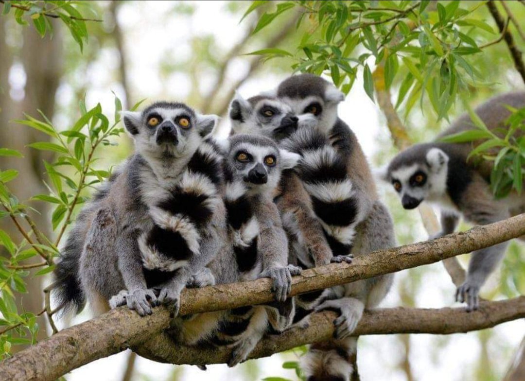 Ring tell lemurs